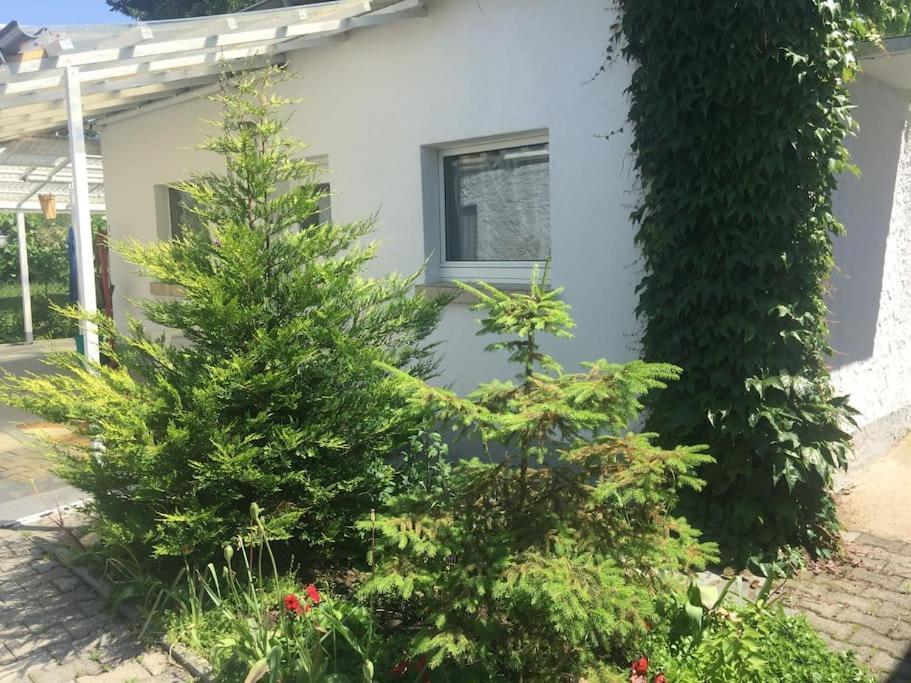 Kleines Haeuschen Am Garten In Ντάρμσταντ Εξωτερικό φωτογραφία